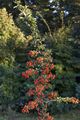 Pyracantha coccineea Red Column Ognik szkarłatny